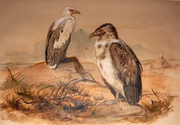 Angola gam (Gypohierax angolensis), 1856-67